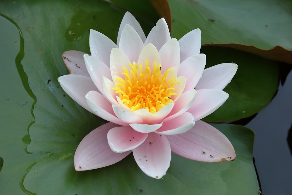 white and yellow lotus flower