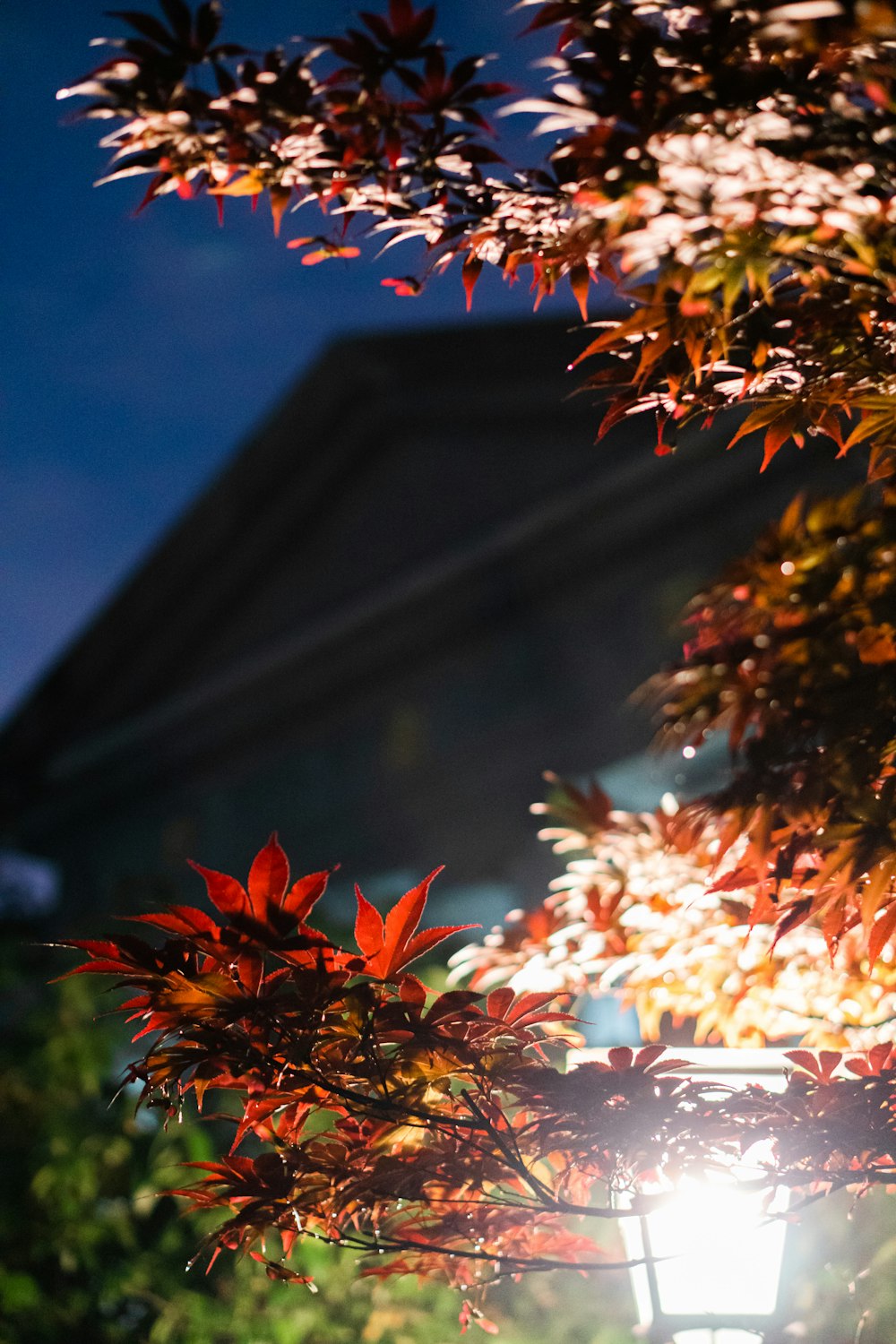 white and orange flowers in tilt shift lens