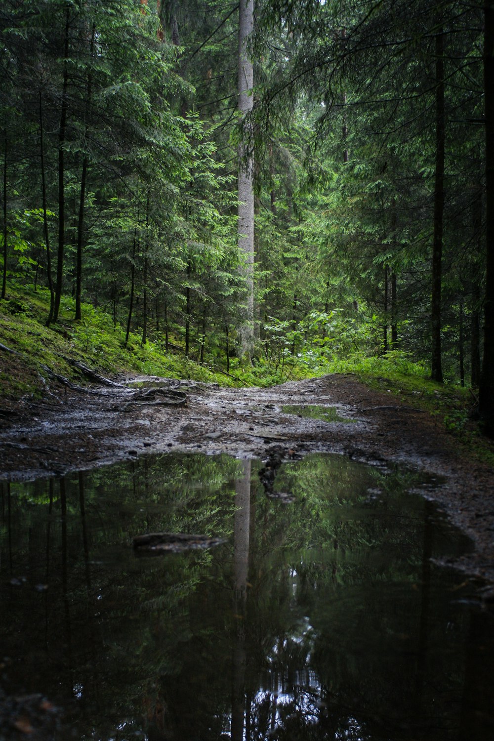 green trees on river bank