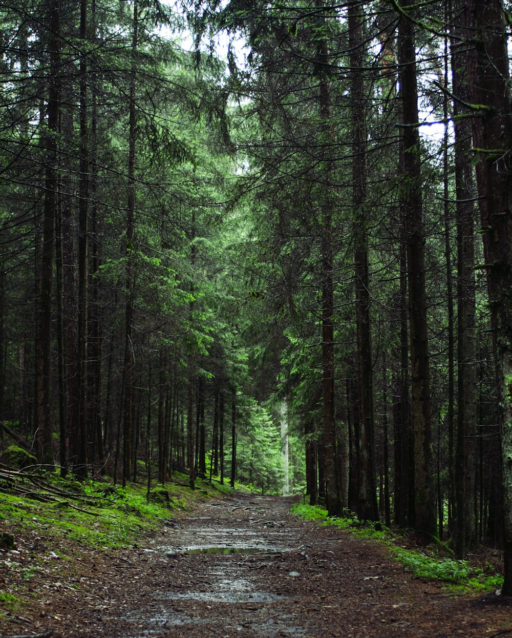 árvores verdes na floresta durante o dia