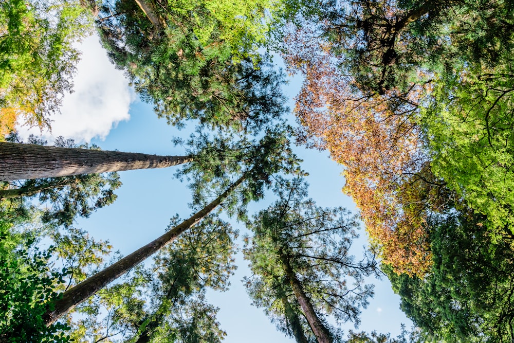 yellow and green leaf trees under blue sky during daytime