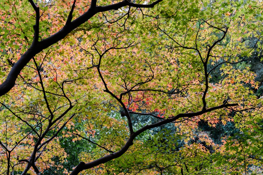 green and brown trees during daytime