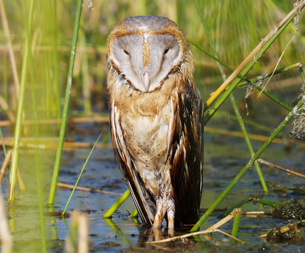 brown and white owl on water during daytime