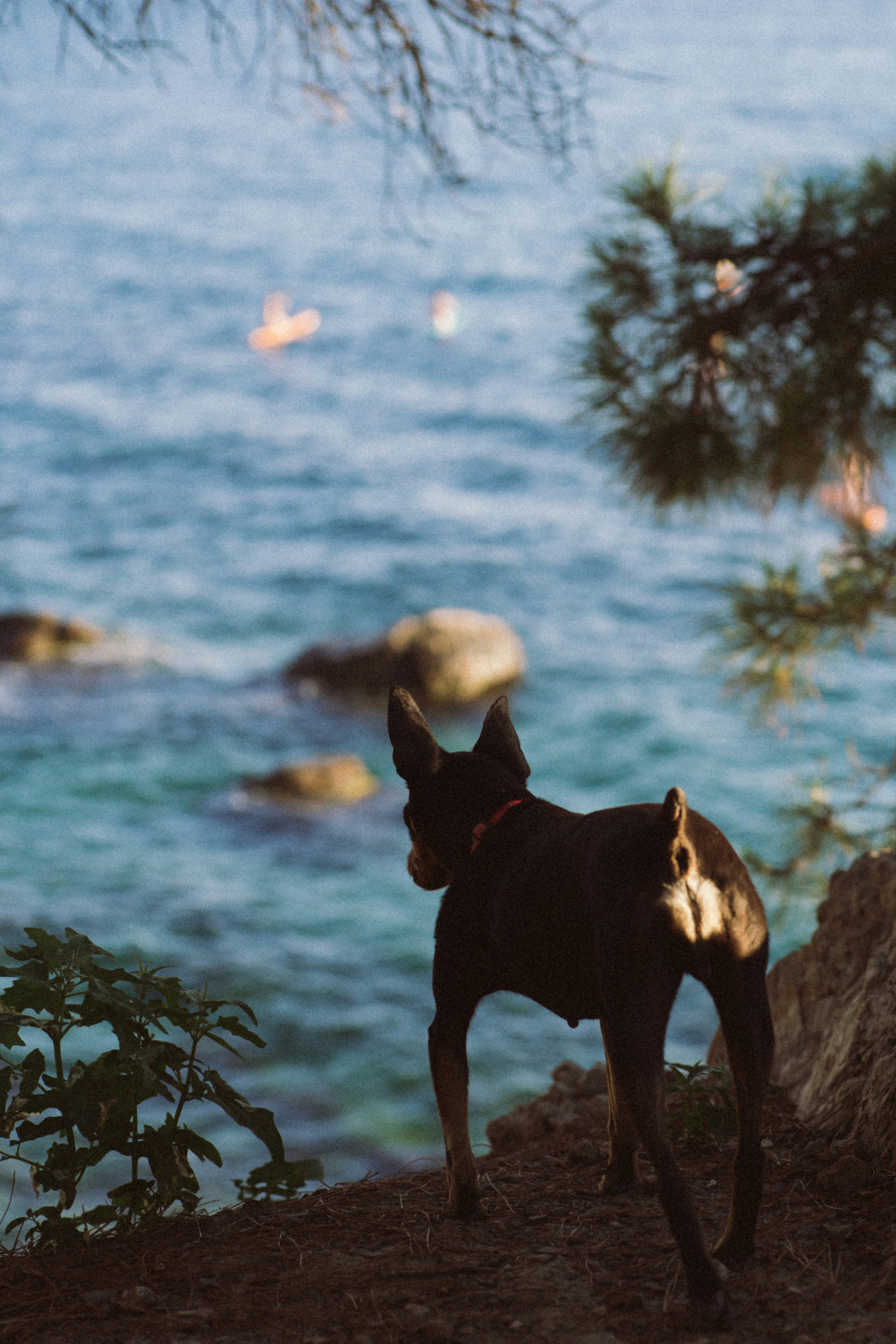 schwarz-weißer kurzhaariger Hund auf dem Wasser