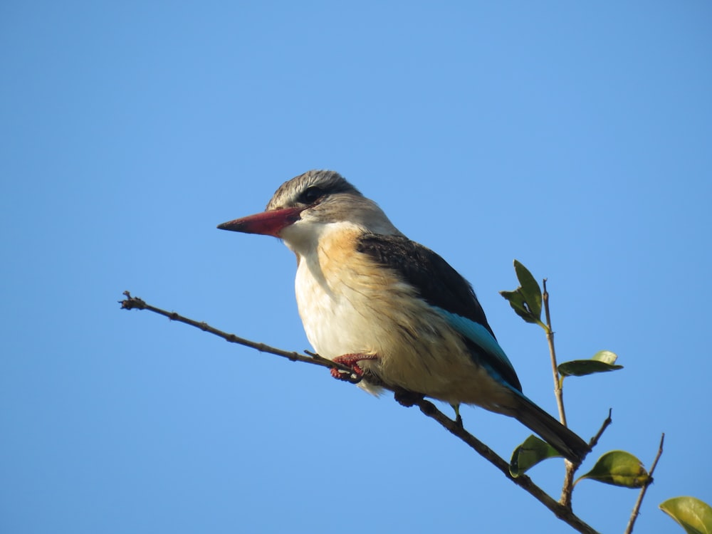 blue and white bird on tree branch