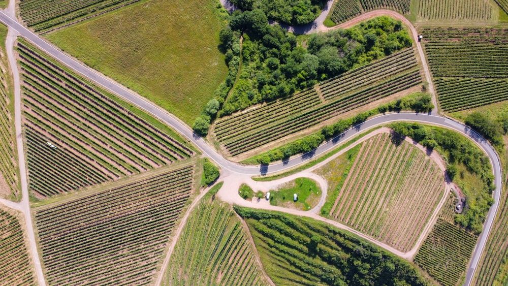 aerial view of green trees and road