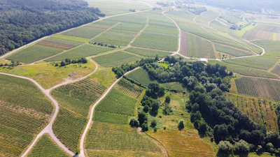 Aerial view of several plots divided by hedges and small paths.