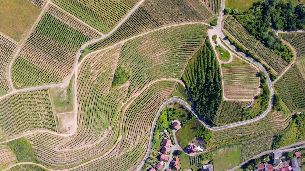 aerial view of green fields