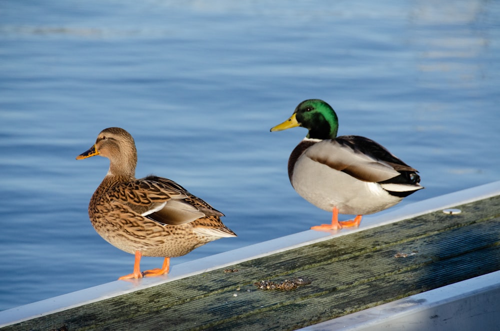 brown and green duck on brown wooden dock during daytime