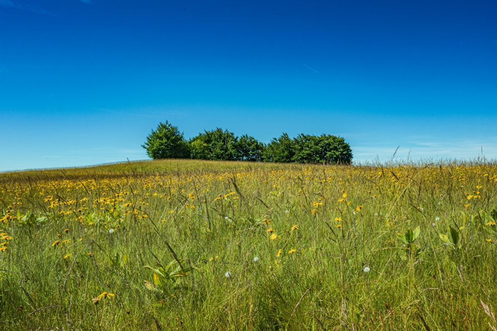 green grass field under blue sky during daytime