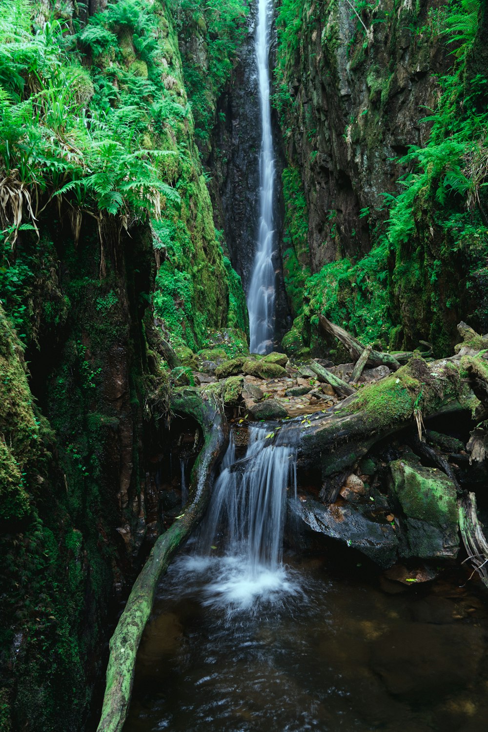 green moss on brown tree trunk in front of waterfalls