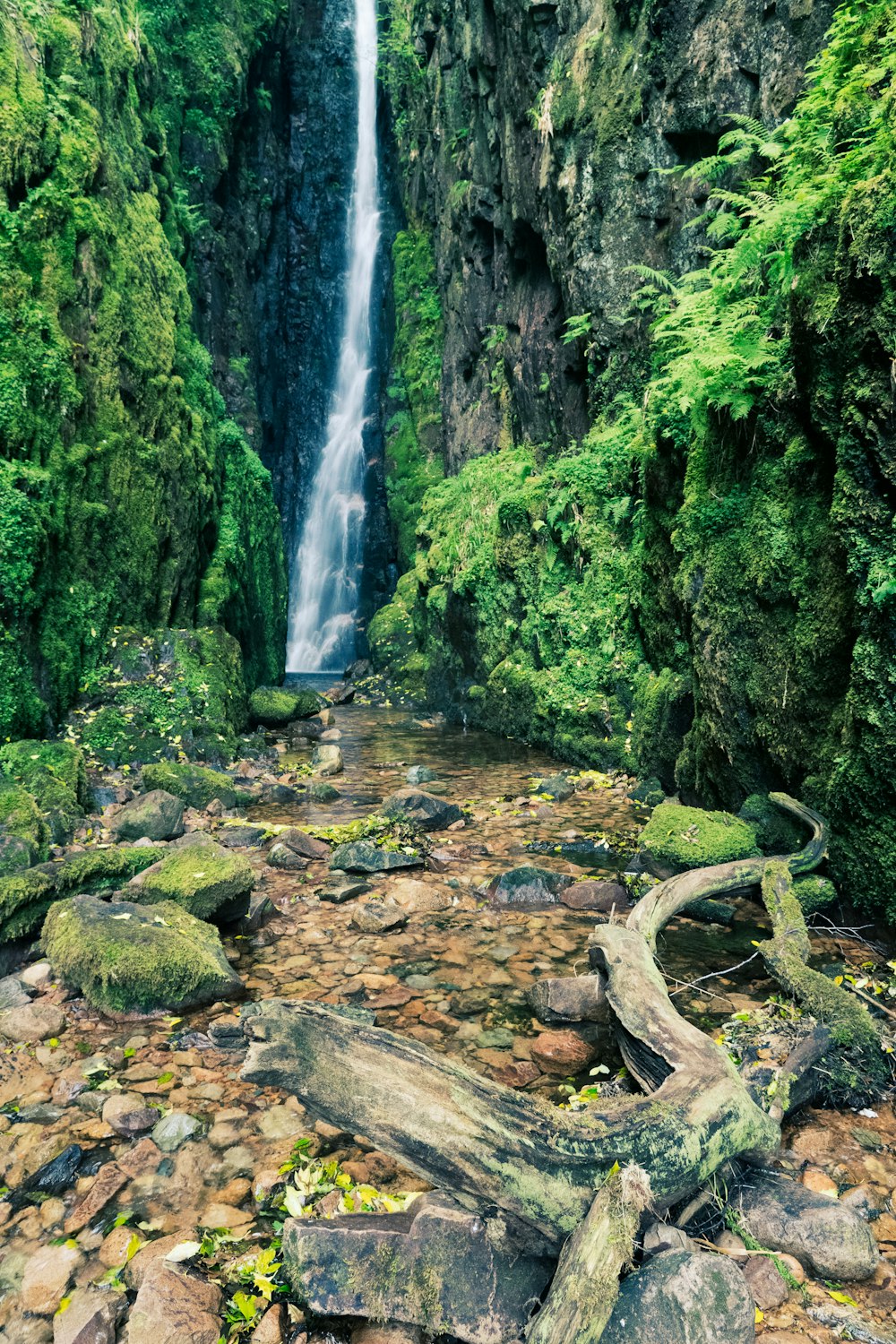musgo verde en tronco de árbol marrón frente a cascadas