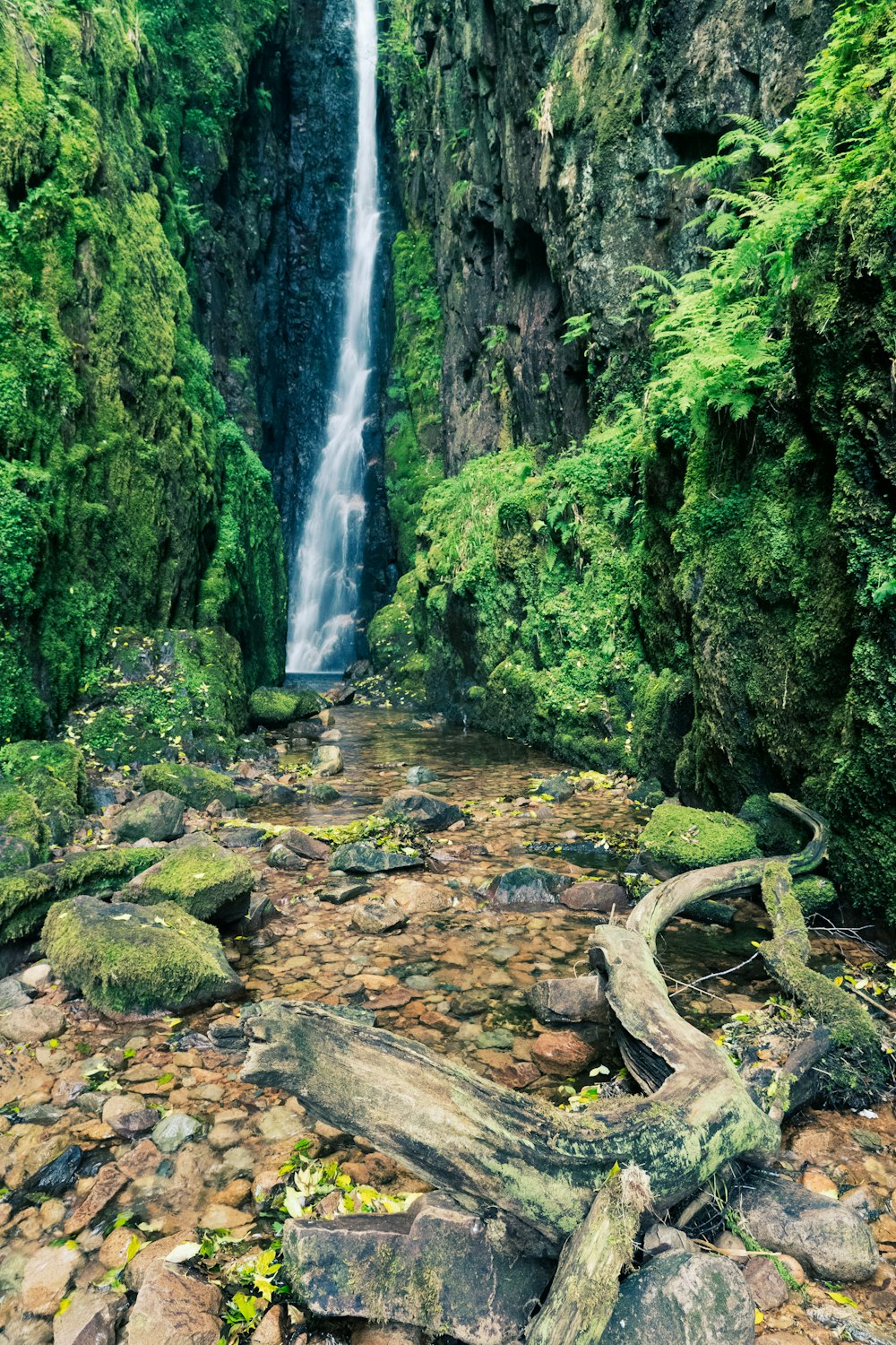 green moss on brown tree log in front of waterfalls