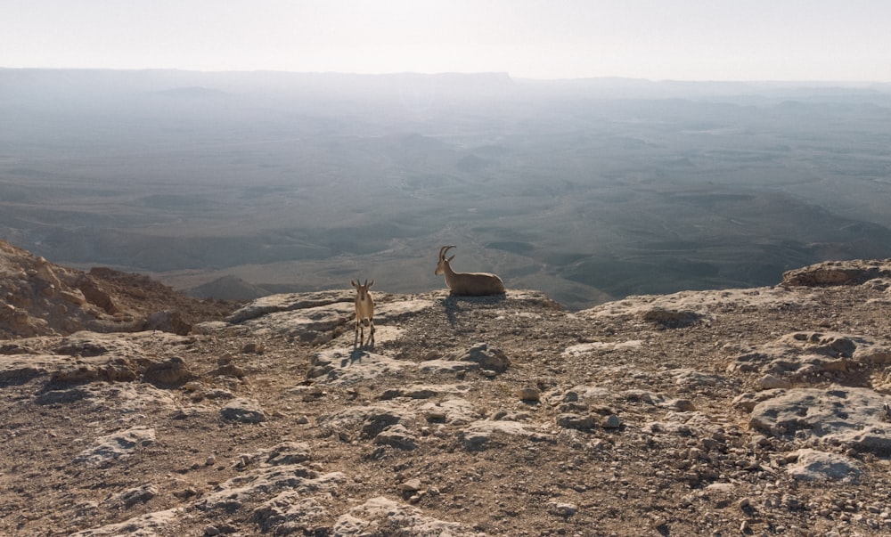 brown deer on brown field during daytime