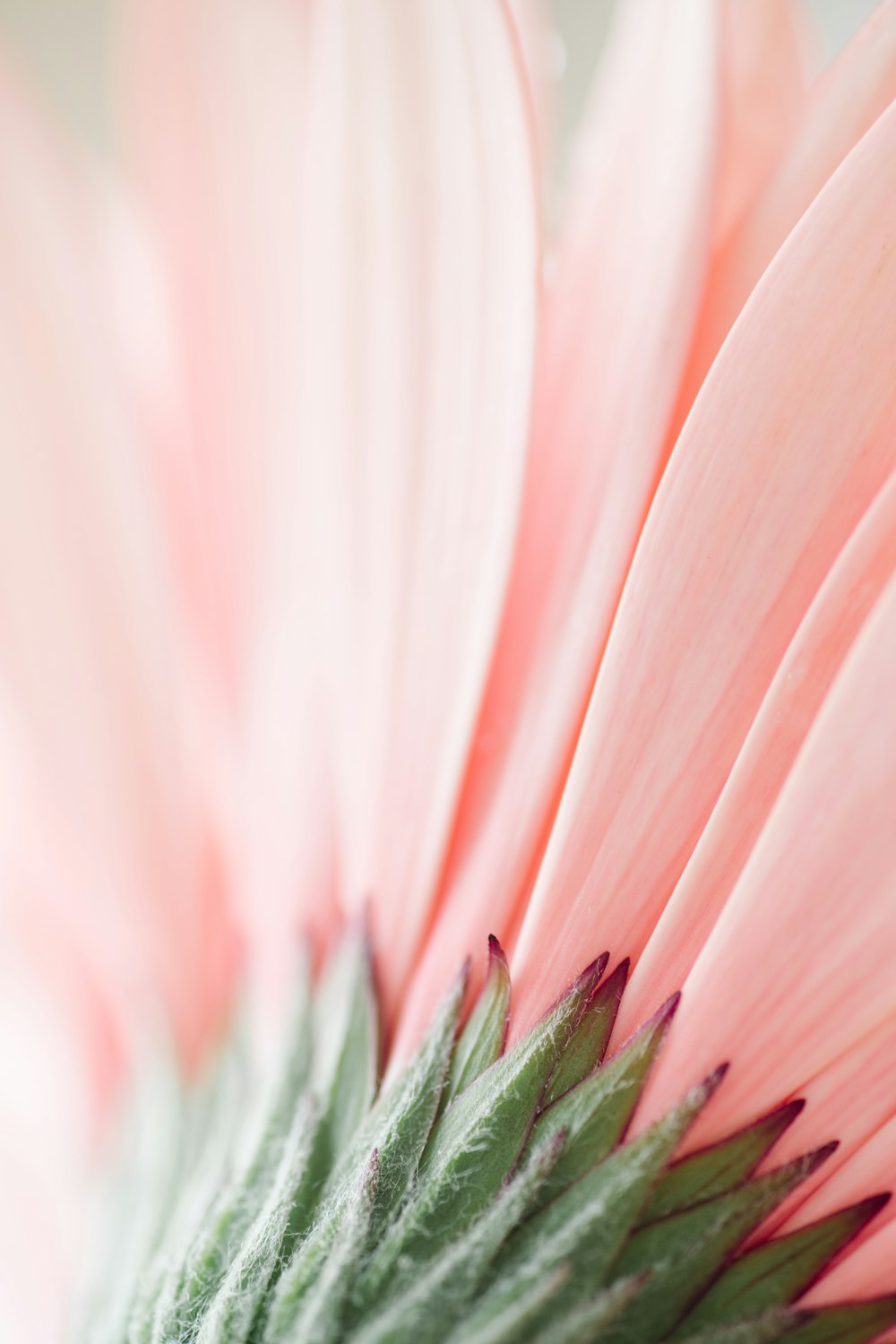 pink flower in macro shot