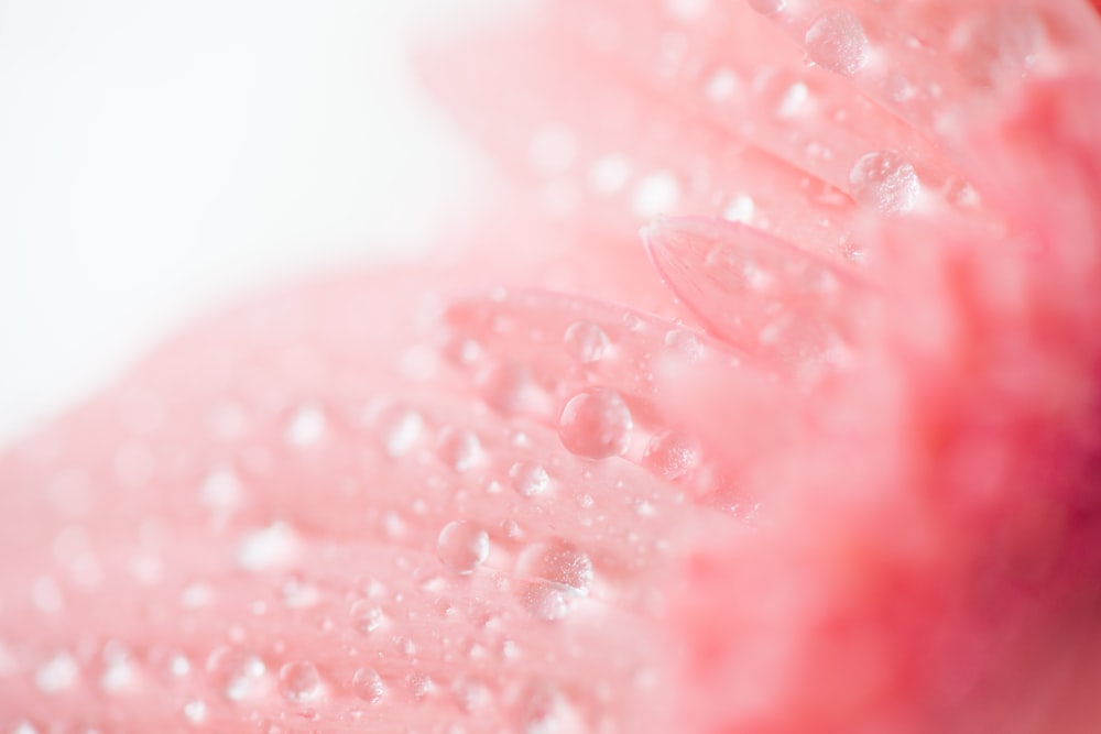 water droplets on pink textile