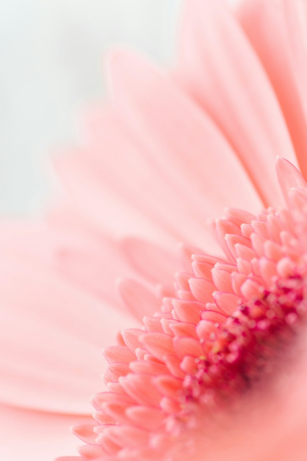 昼間に咲くピンクのガーベラデイジー