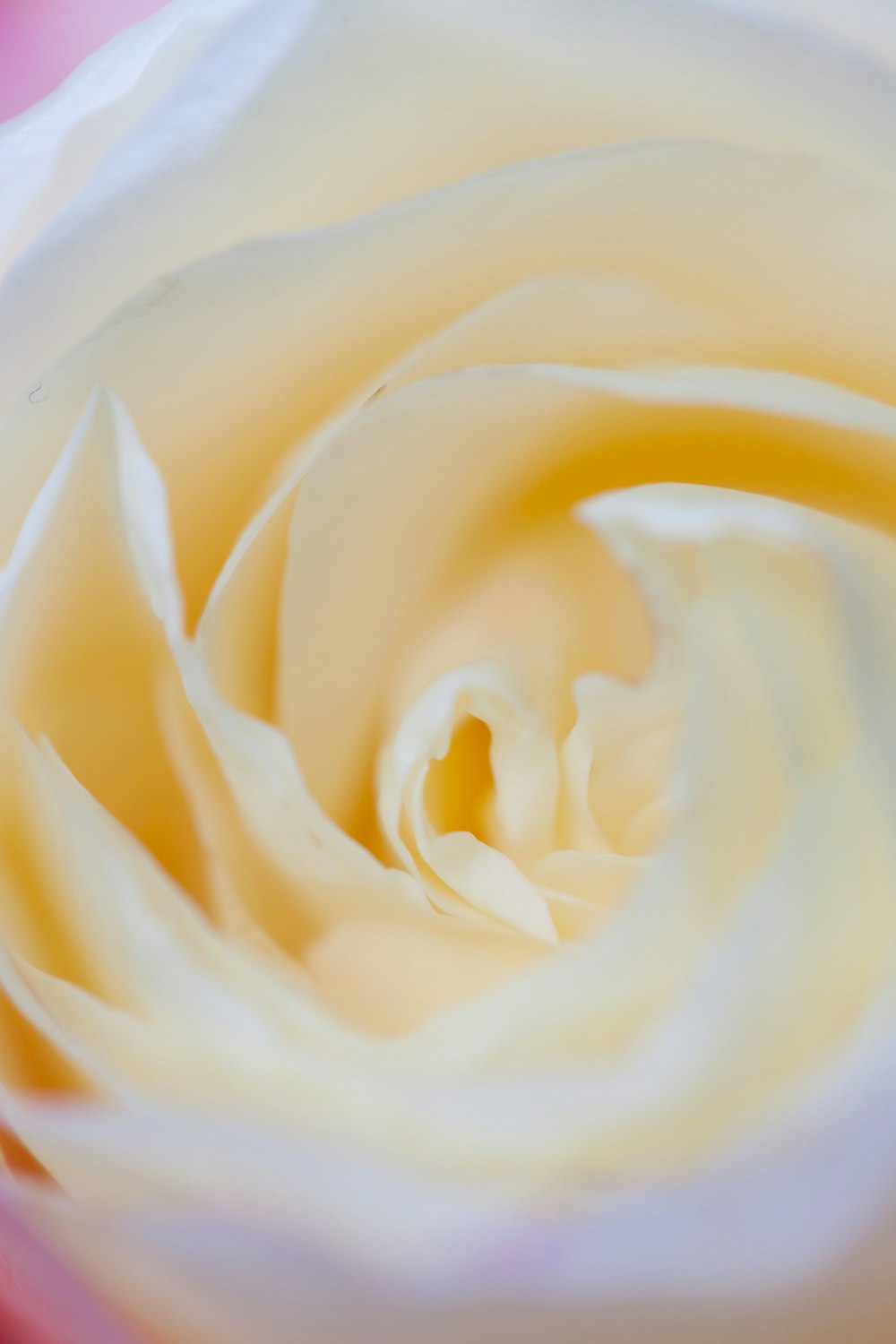 white rose in white ceramic bowl