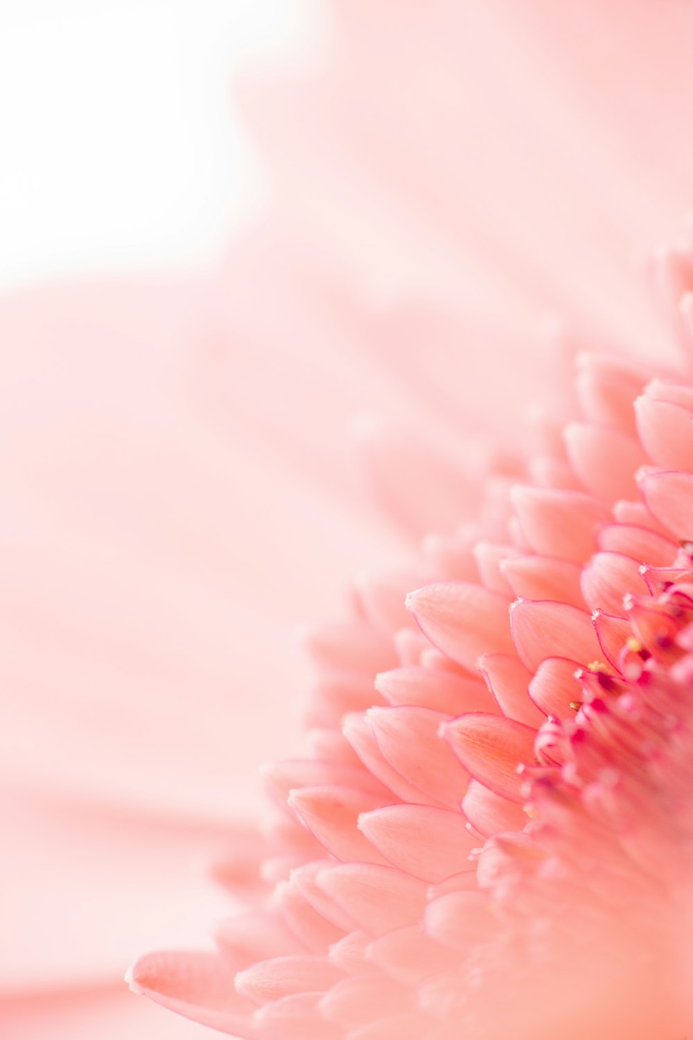 pink flower in macro shot