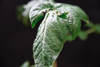 Close-up of the leave approval feature with manager's comments visible.