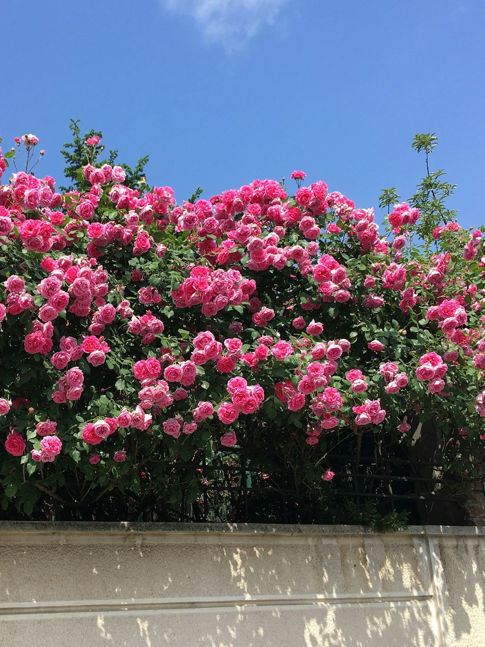 rosa Blüten mit grünen Blättern