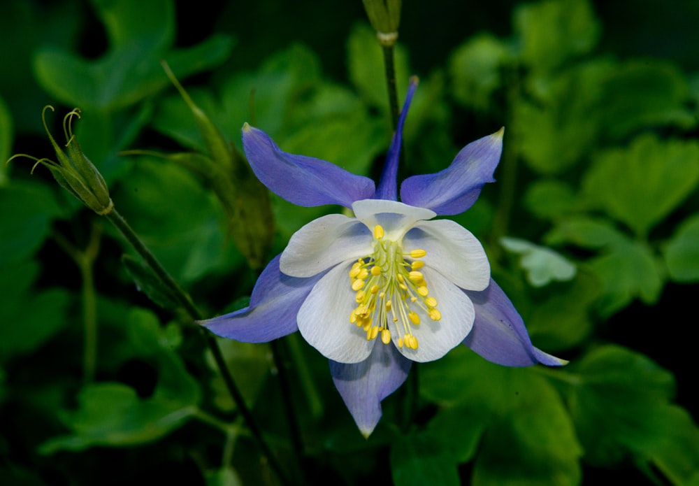 white and purple flower in close up photography