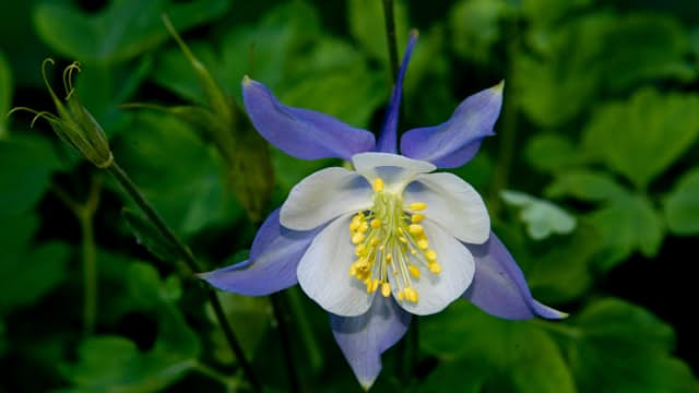 Columbine