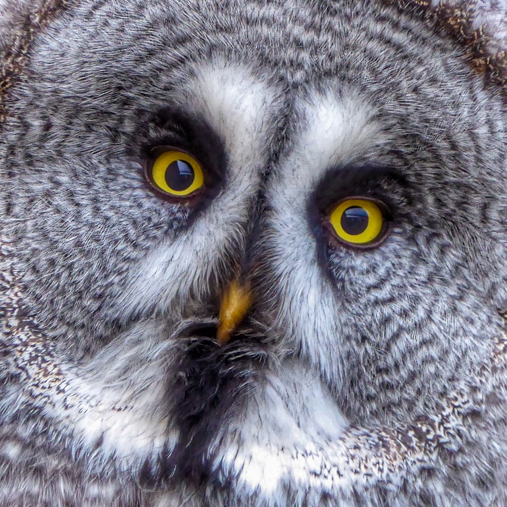 gray and white owl in close up photography
