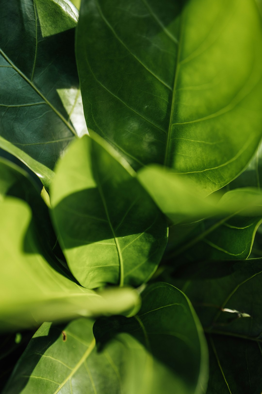 green leaves in close up photography