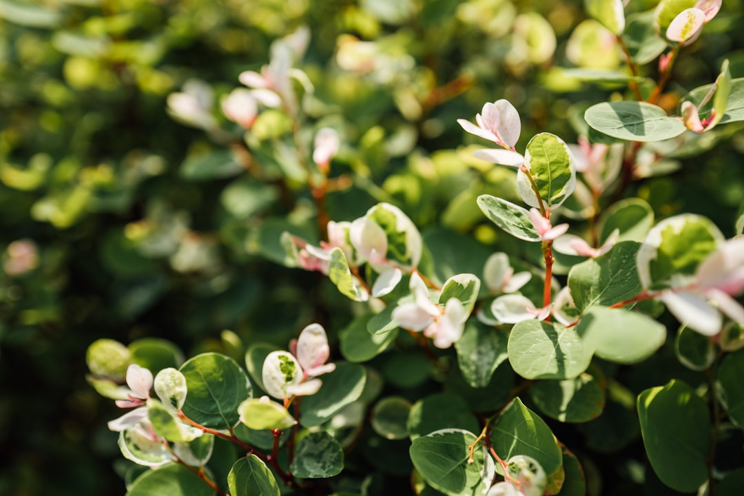 white and purple flower buds in tilt shift lens