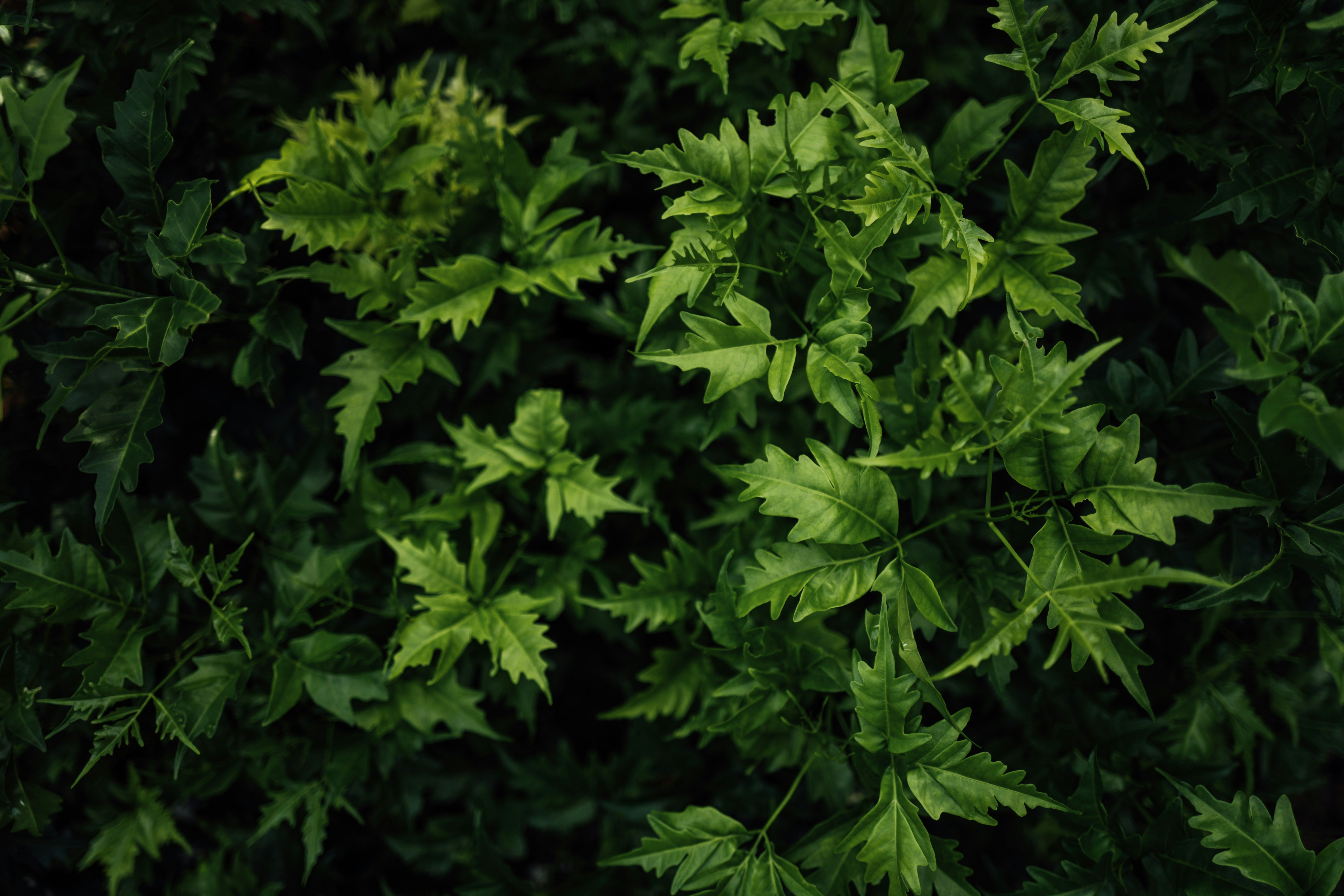 Photo by chuttersnap