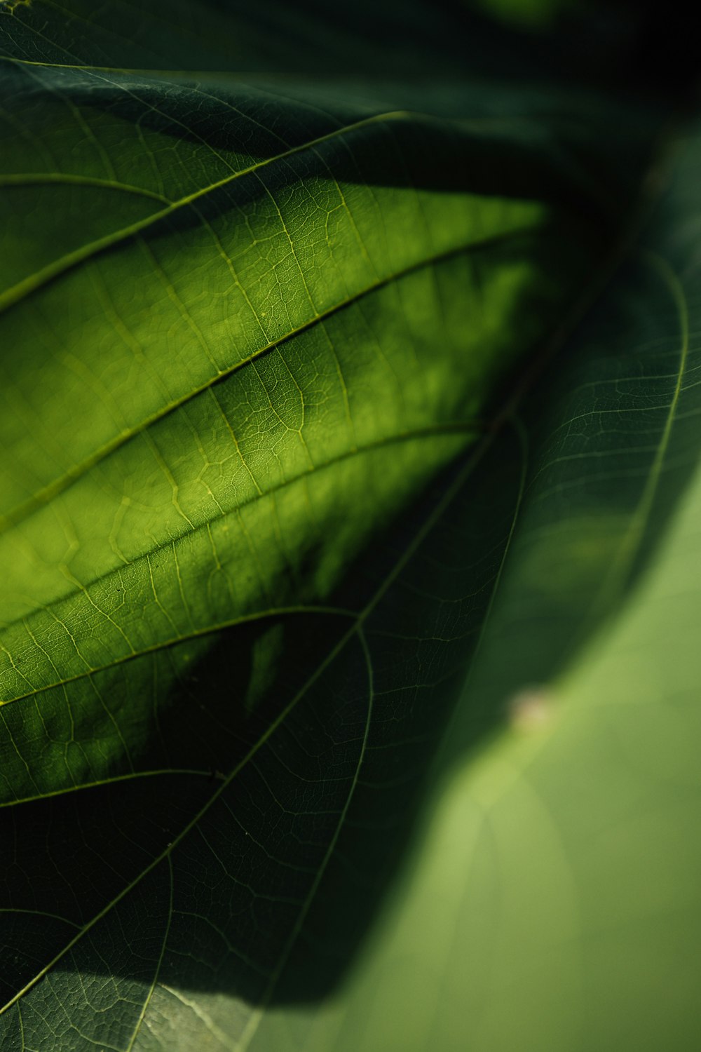 green leaf in close up photography