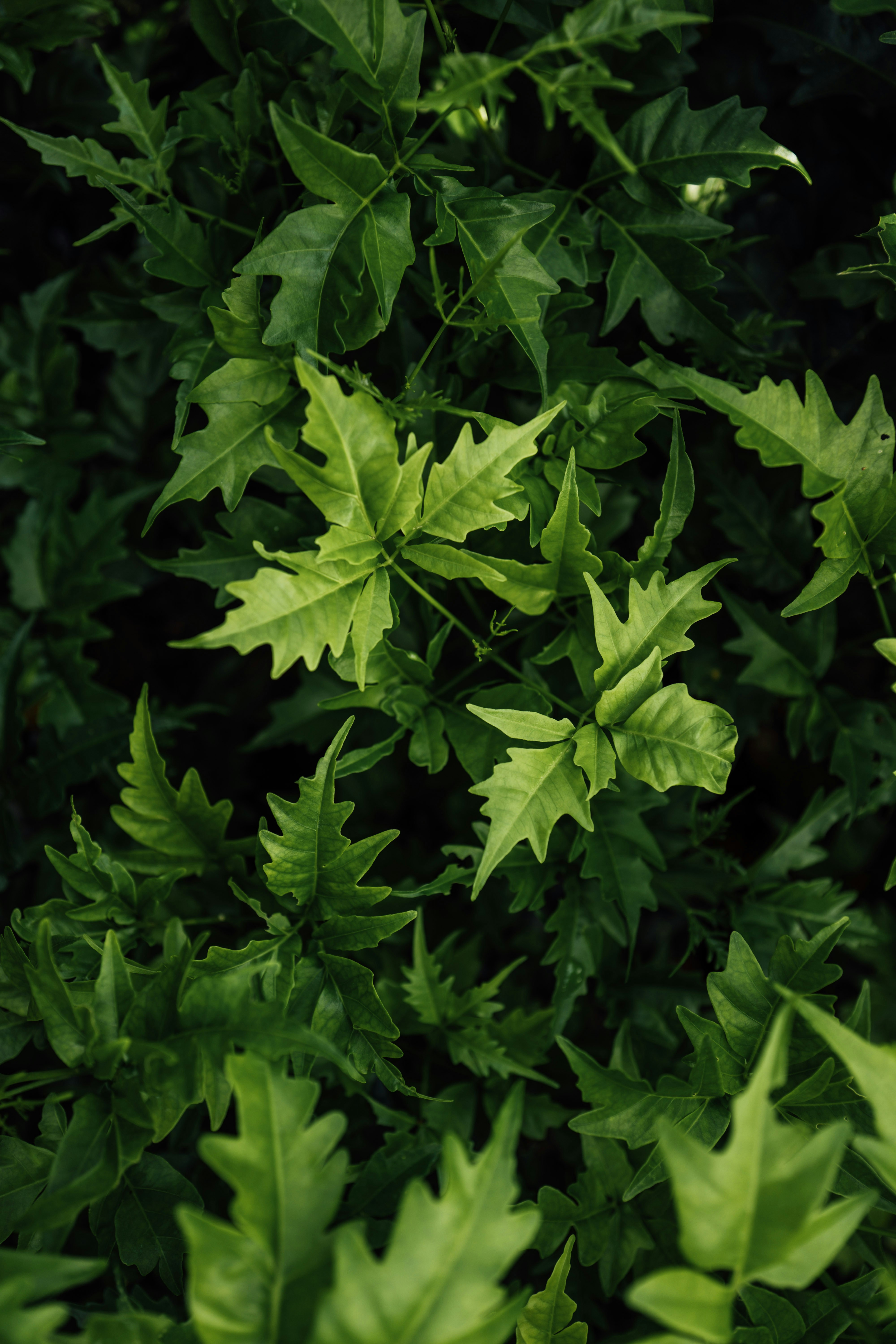 Photo by chuttersnap