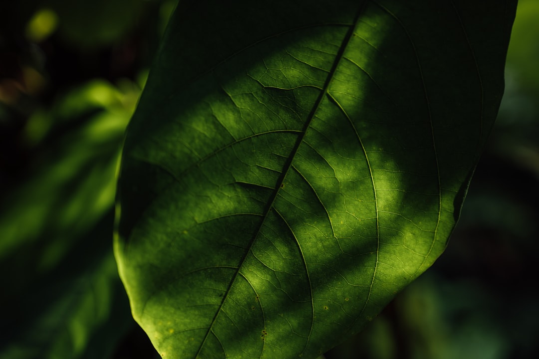 green leaf in close up photography