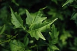 Close-up of a vibrant green Tree En En supplement bottle with fresh leaves around.