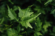 Close-up of fresh green leaves and flowers used in our supplements.