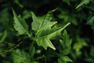 Close-up of vibrant green moringa leaves freshly handpicked in the Himalayan foothills.