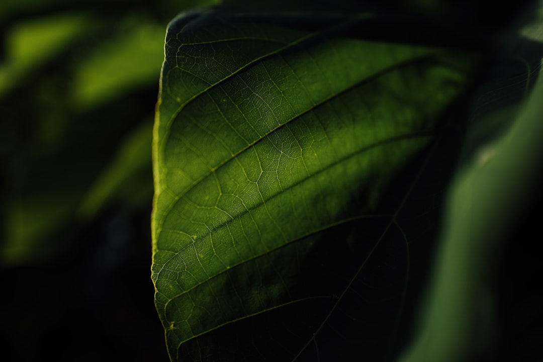 green leaf in close up photography