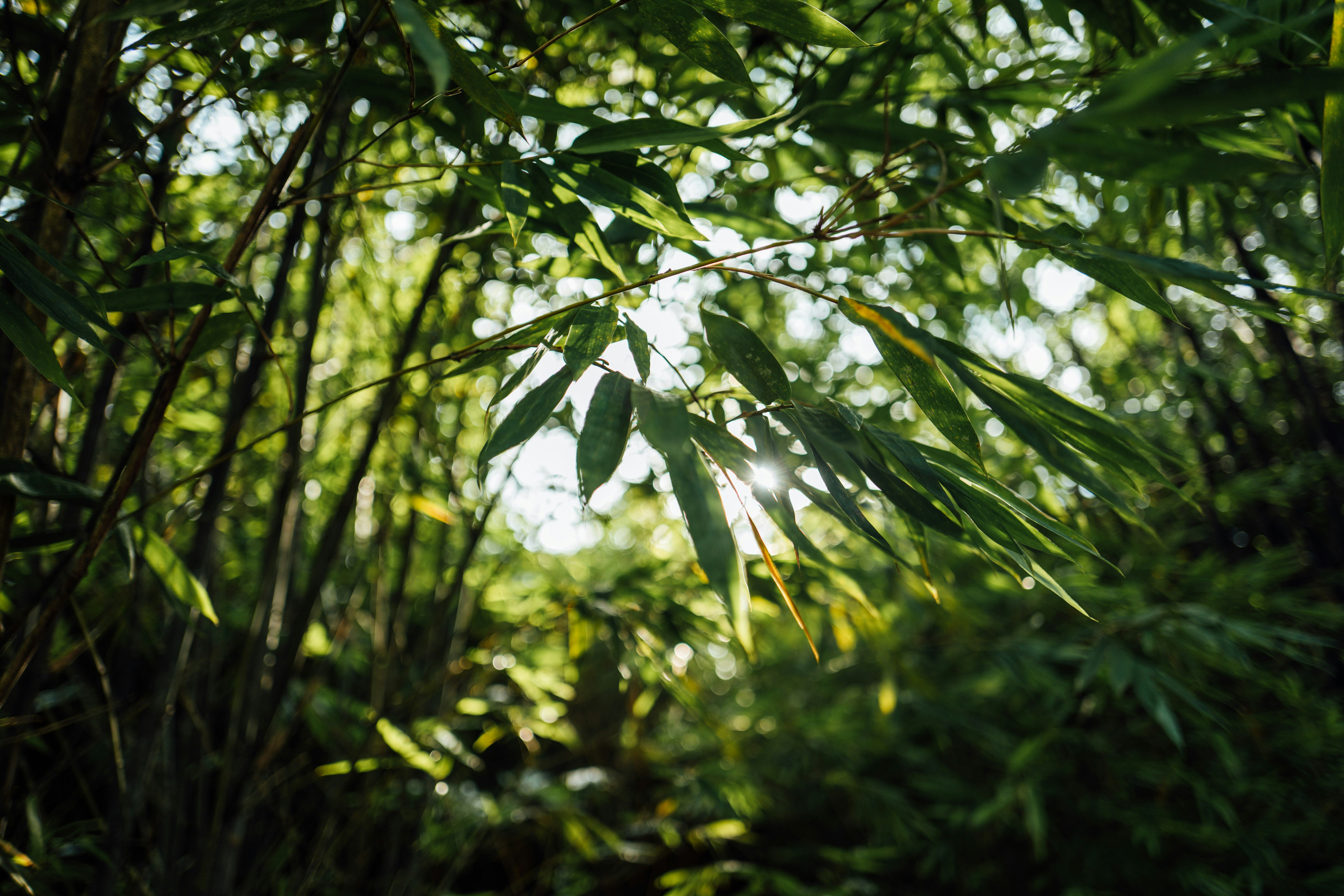 Photo by chuttersnap