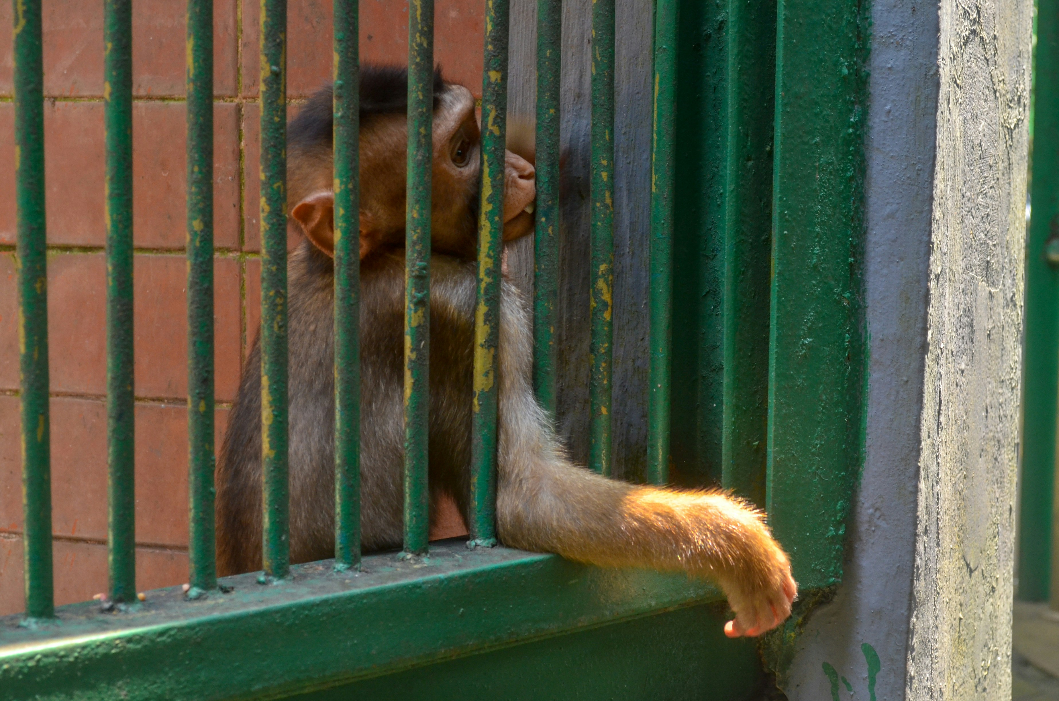 monkey on green wooden door