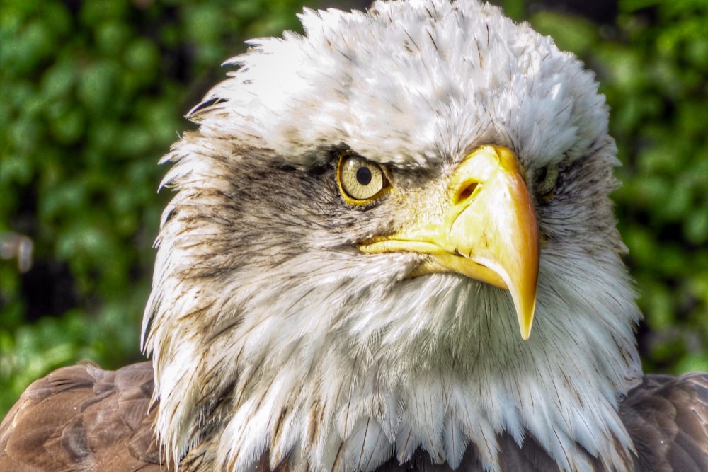 a close up of an eagle's head with trees in the background
