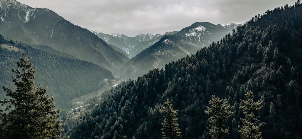 green trees on mountain during daytime