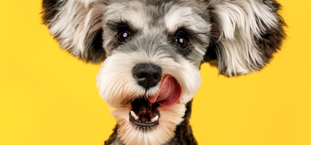 gray and white miniature schnauzer