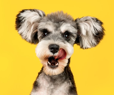 gray and white miniature schnauzer