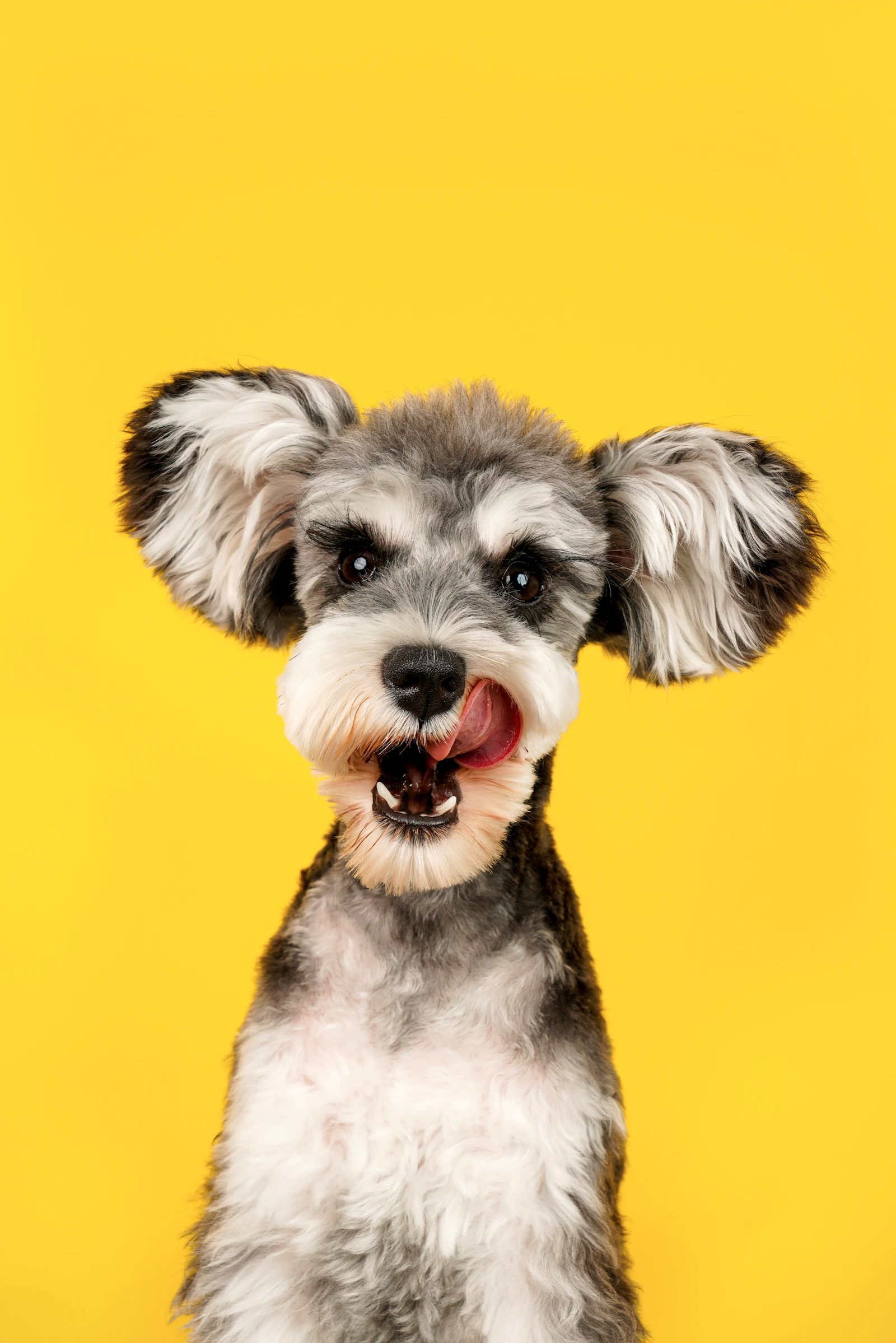 Gray and white Miniature Schnauzer portrait, photo on Unsplash