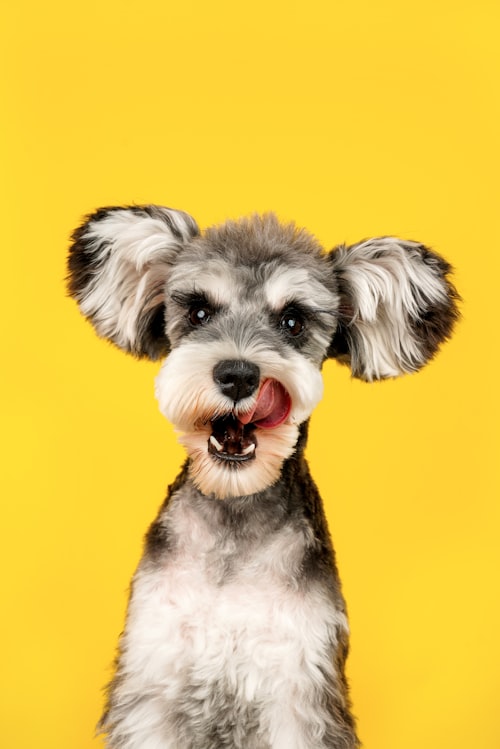 Schnauzer in breed-standard trim