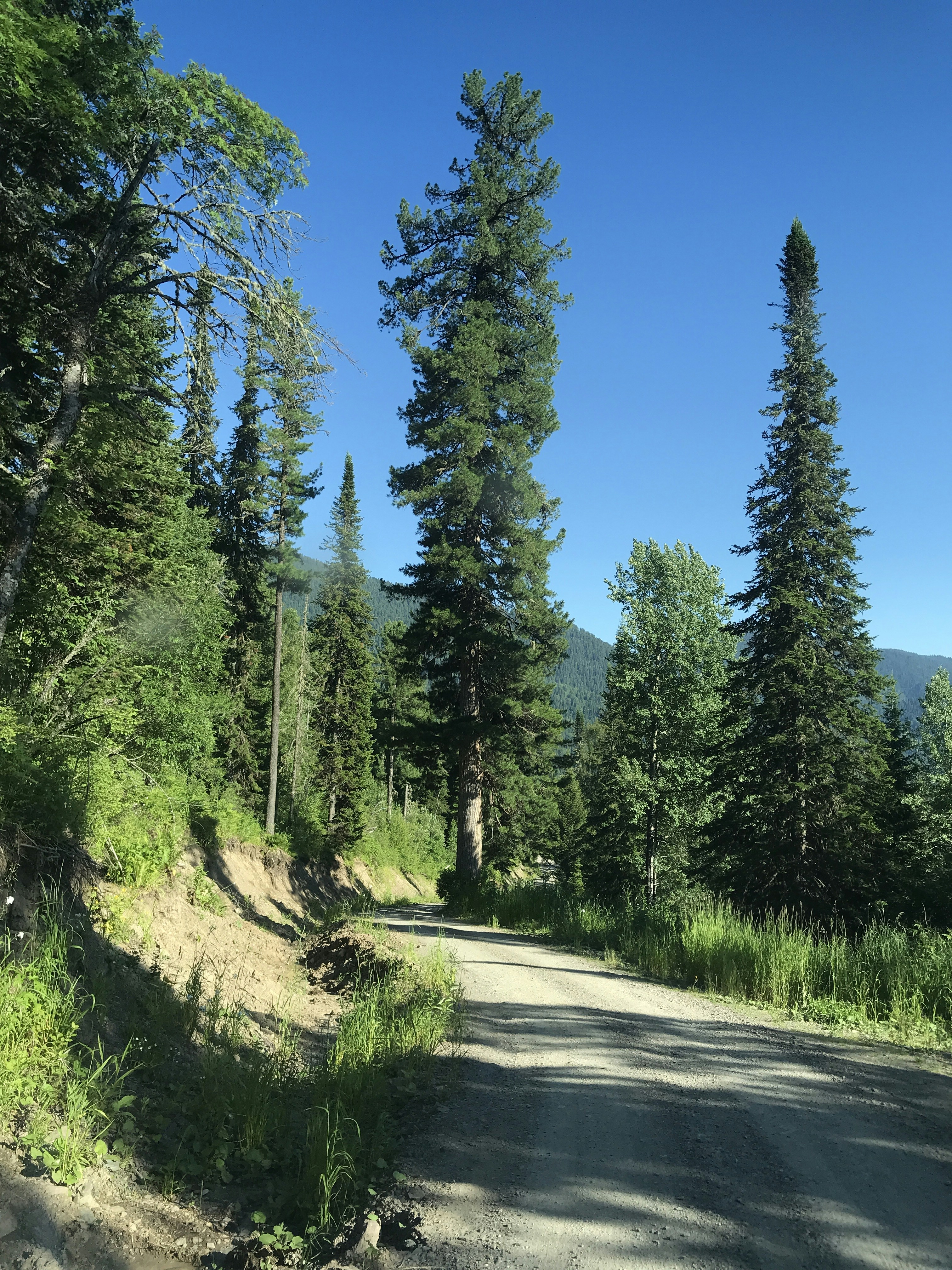 green trees on green grass field during daytime