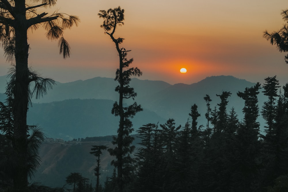 green trees on mountain during sunset