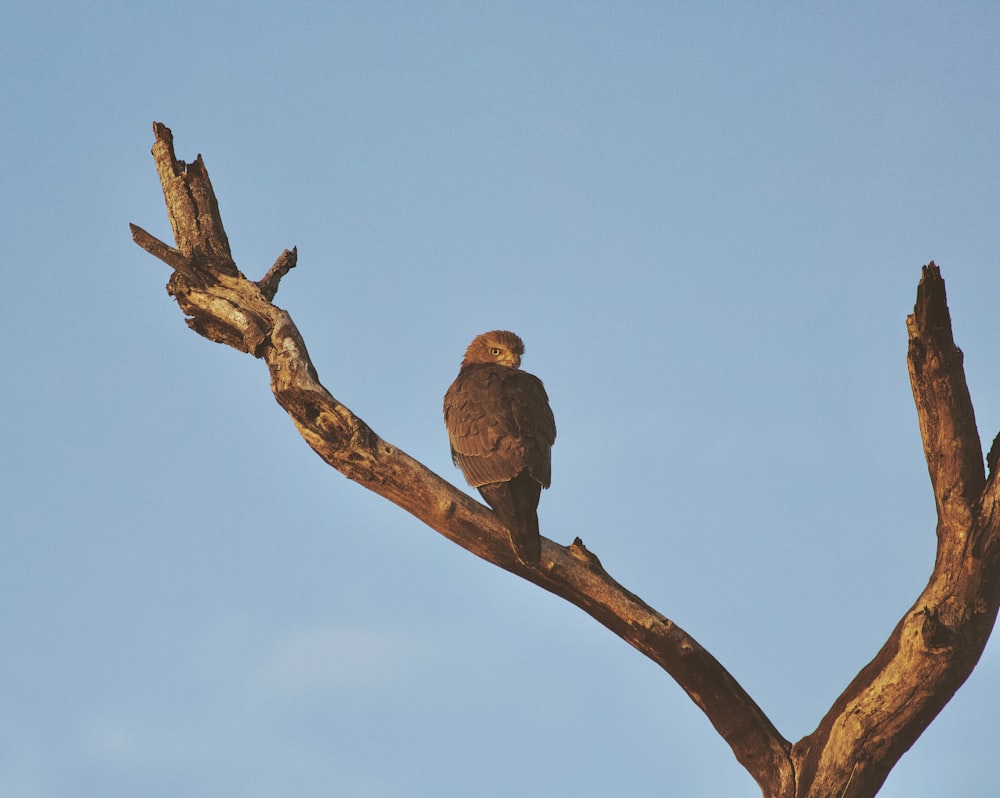 brown bird on brown tree branch during daytime