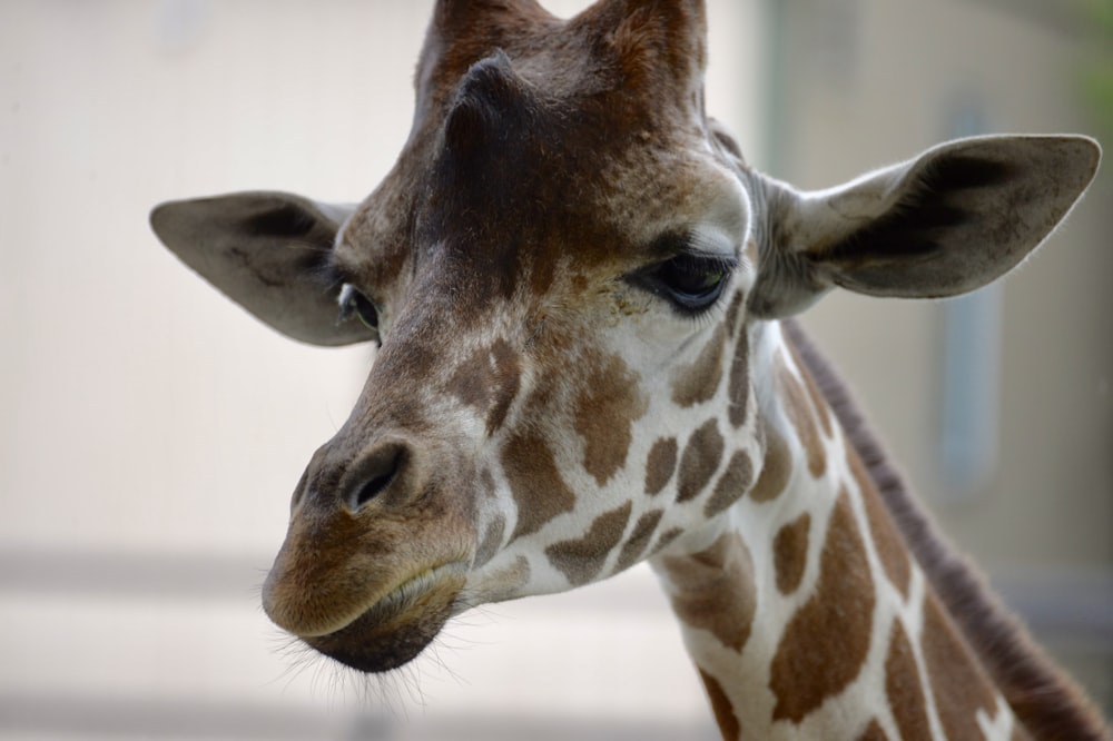 brown and white giraffe in close up photography